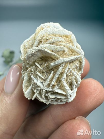 Роза пустыни