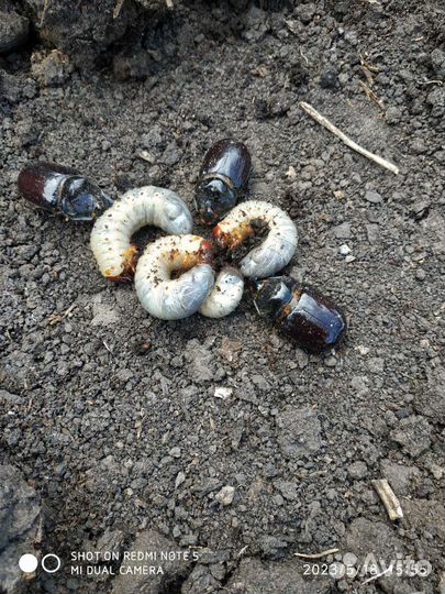 Личинки жука носорога