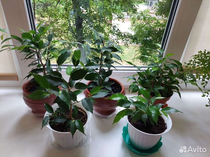 Фикус бенджамина