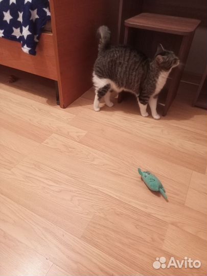 Кошка в добрые руки бесплатно