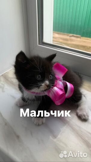 Котята мышеловы