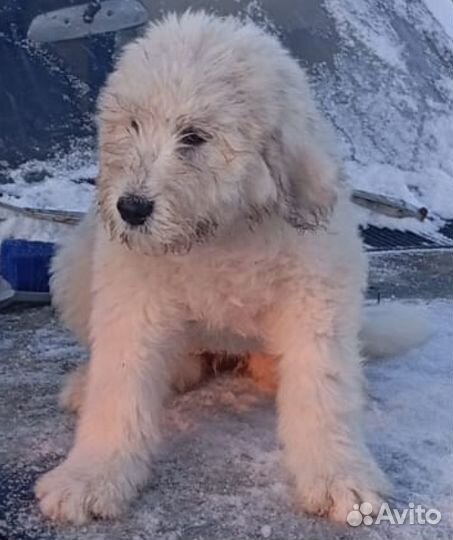 Щенки южнорусской овчарки с документами РКФ в плем