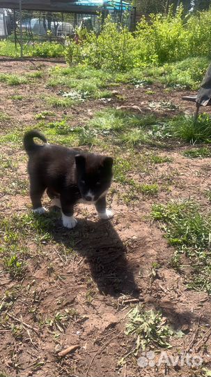 Щенки русско европейской Лайки