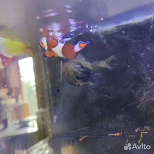 Морской аквариум с рыбками Клоун