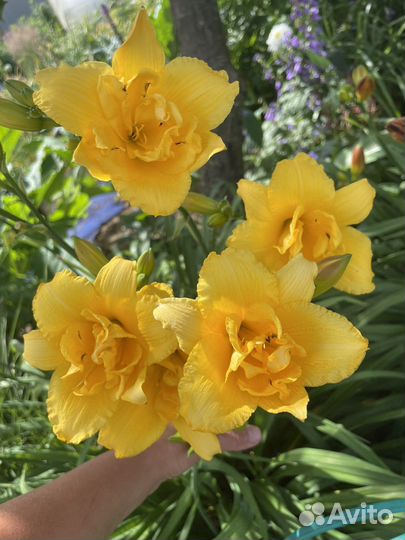 Лилейники почтой/ ирис