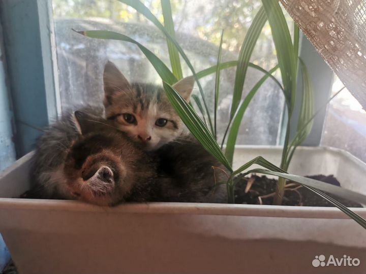 Котята в добрые руки мальчик девочка