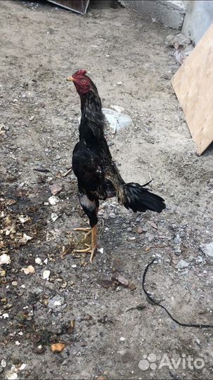 Бойцовая птица