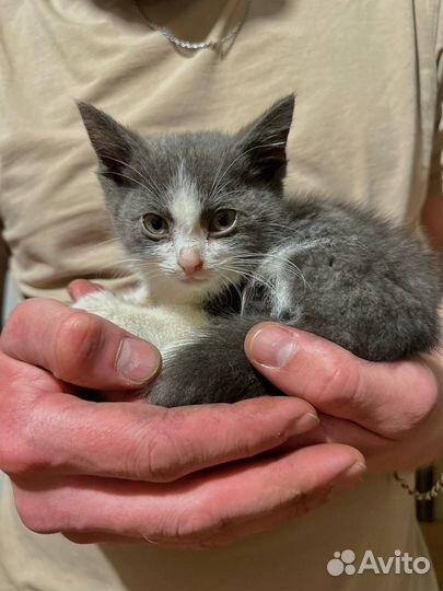 Котенок 2 месяца