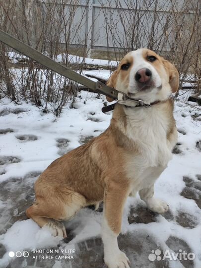 Собака в добрые руки отдам бесплатно