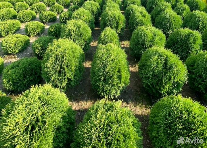 Черенки туи смарагд опт