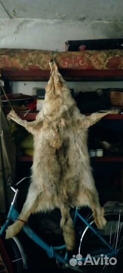 Продам шкуру волка, лисы, медведя (имитация)