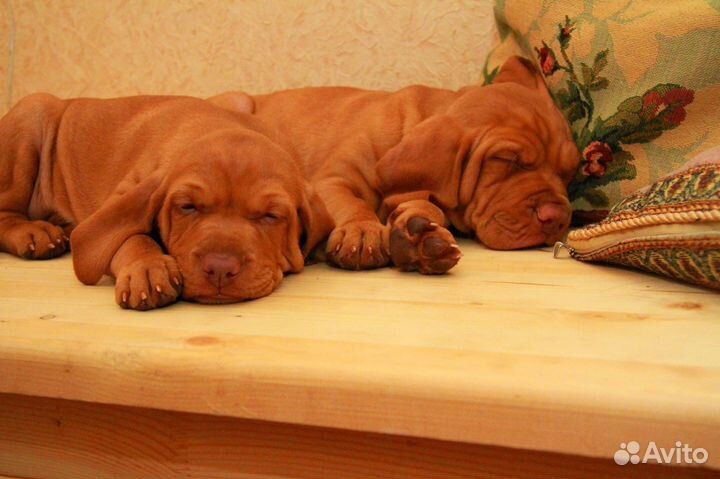 Венгерская выжла