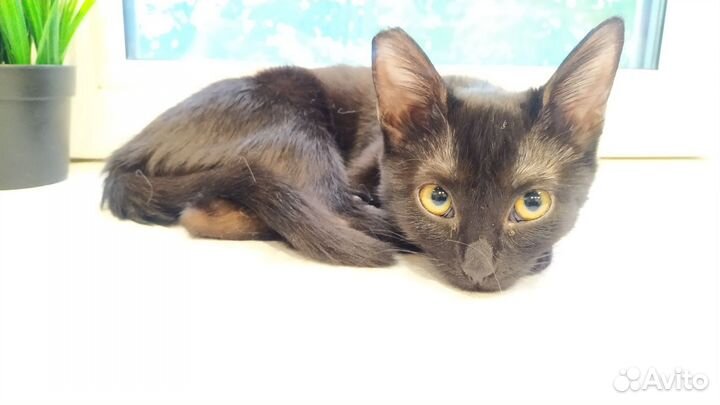 Кошка в дар бесплатно