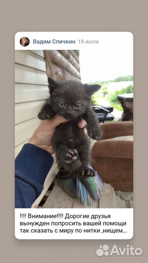 Котята в добрые руки бесплатно