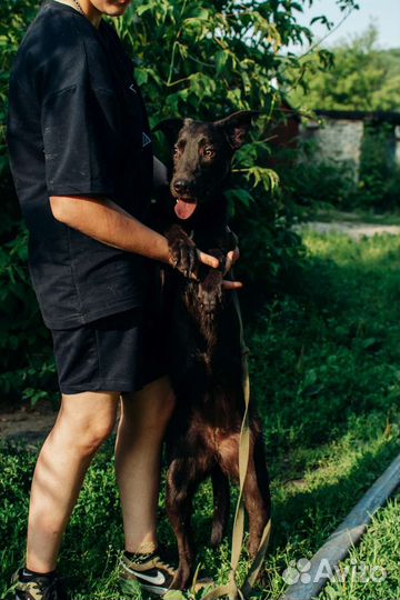 Собака Муха