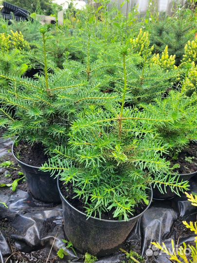 Пихта корейская