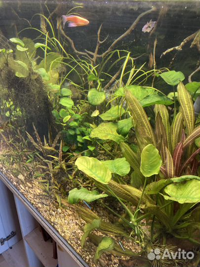 Аквариум с тумбой 300 литров