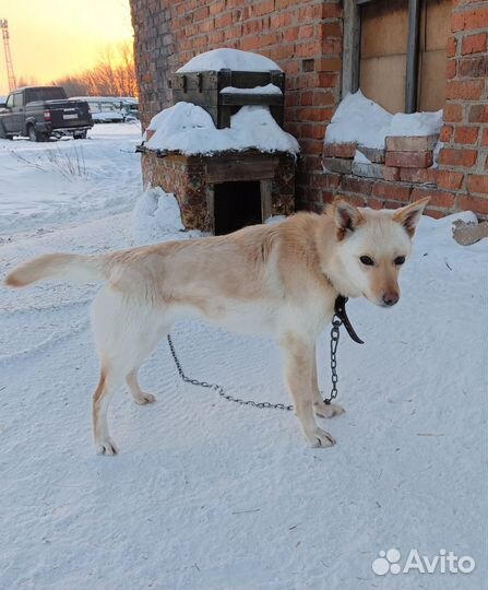 Собака в дар. Доставка