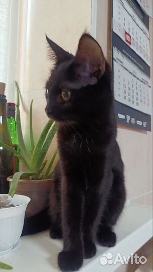 Кошки в добрые руки