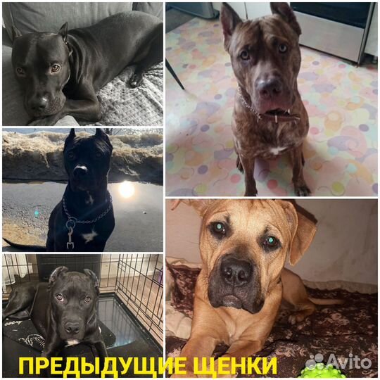 Щенки питбультерьера