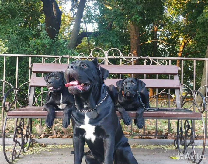 Щенки кане Корсо