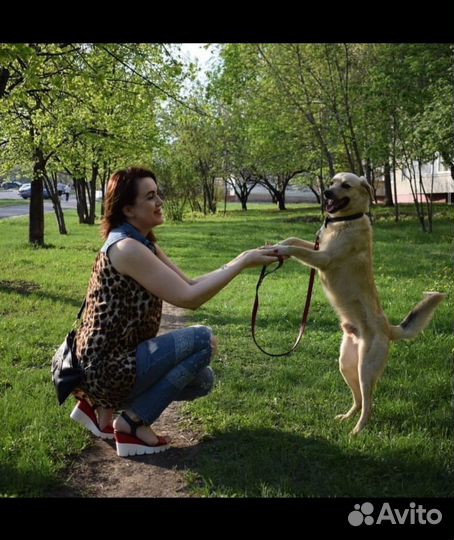Пес в добрые руки