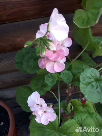 Пеларгония герань