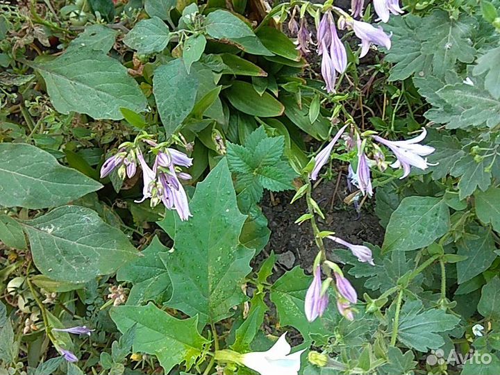 Хосты, лилии