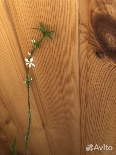 Каланхоэ, хлорофитум и много других растений