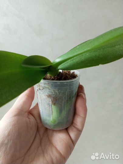 Фаленопсис мультифлора