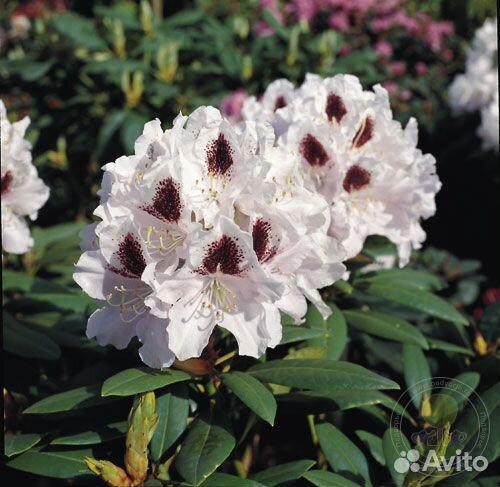 Саженцы декоративных деревьев