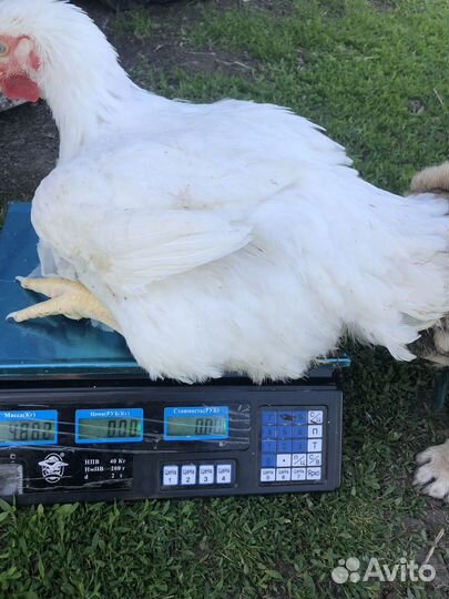 Продою своё излишки домашнего бройлера