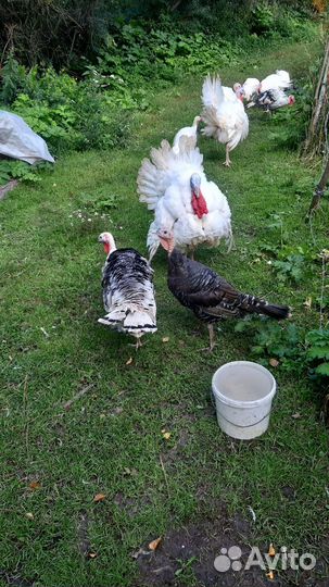 Продам индюков,индюшек