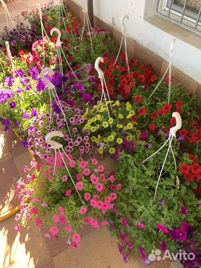 Петунья,сурфиния ампельная