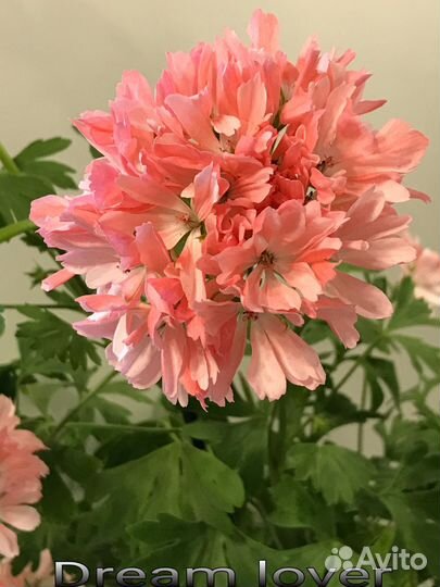 Пеларгонии звёздчатые и плющелистные