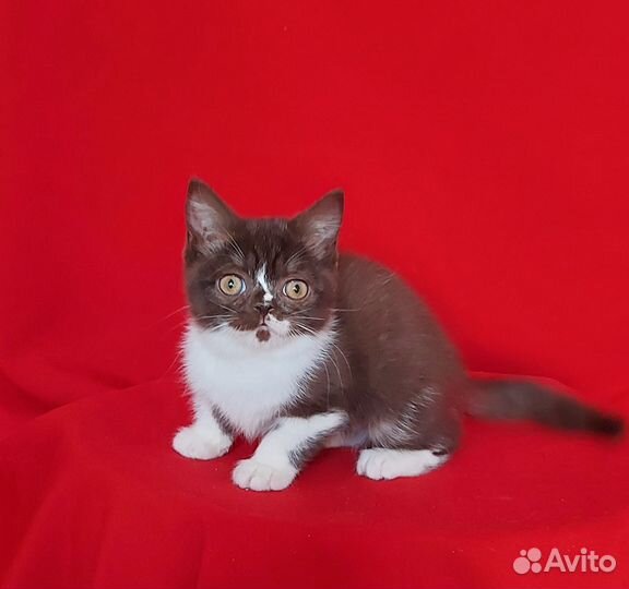 Котенок девочка шоколадная
