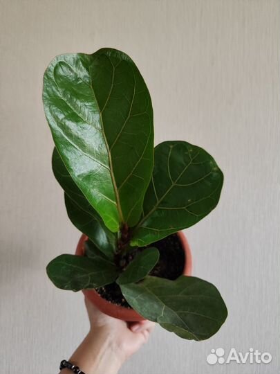 Фикус лирата