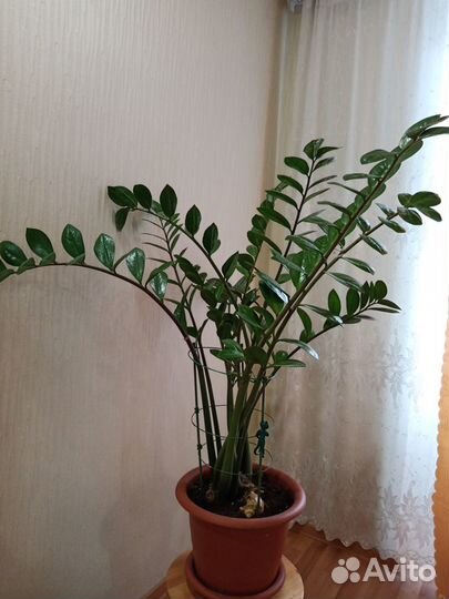 Замиокулькас