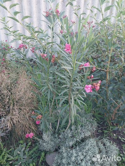 Растения для сада