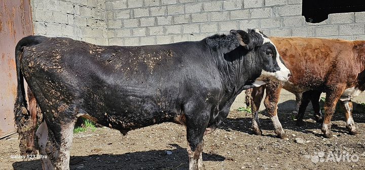 Быки на племя