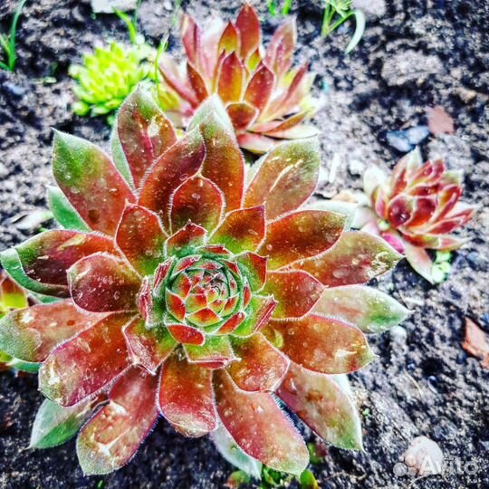 Саженцы многолетников из своего сада