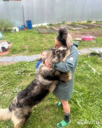 Собака в добрые руки