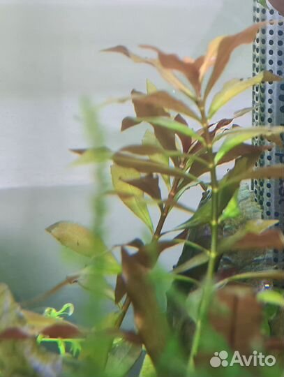 Аксессуары, аквариумные растения, камни, коряги