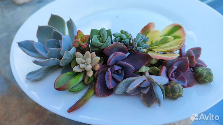 Сортовые суккуленты