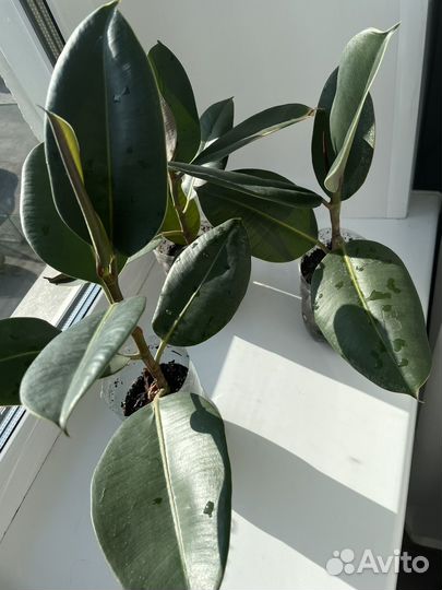 Фикус эластика (каучуконосный)