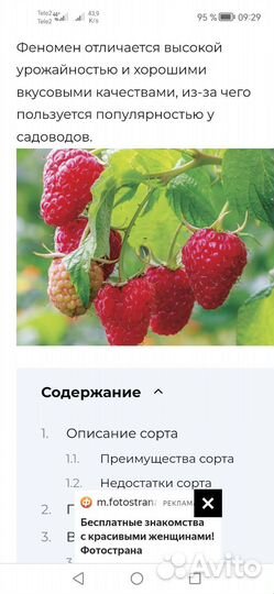 Малина летняя феномен