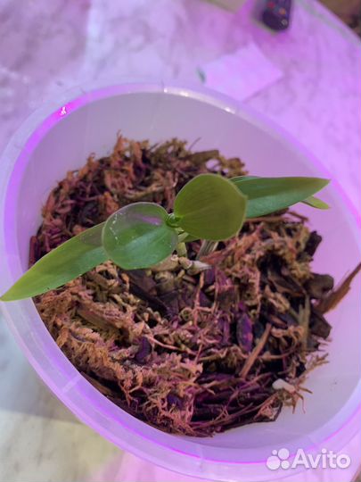 Орхидея дендробиум