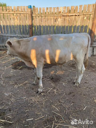 Бык. Чистый сементал