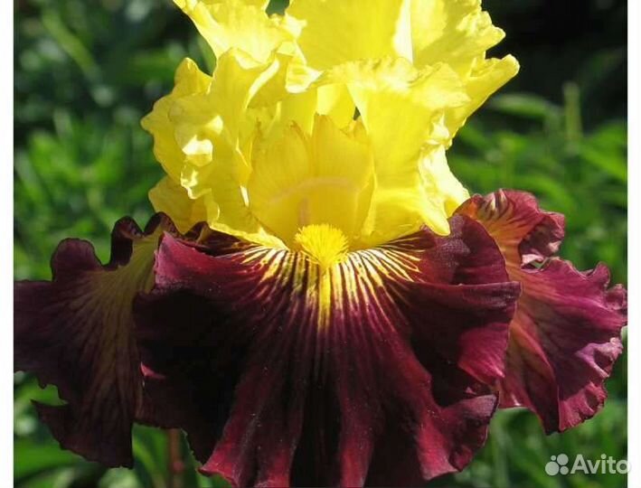 Ирисы в ассортименте