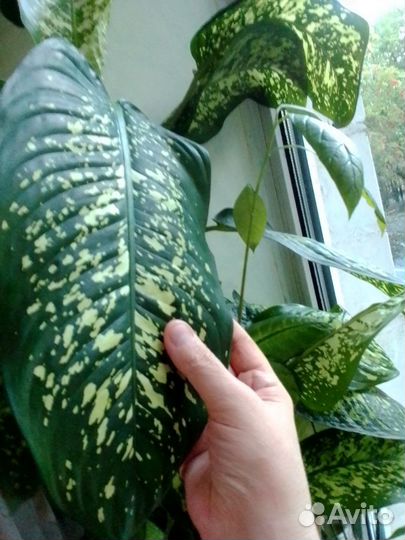 Диффенбахия крупная(лист 30 см)
